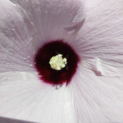 Gossypium sturtianum