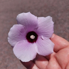Gossypium sturtianum