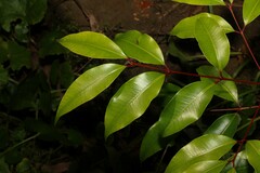 Syzygium crebrinerve