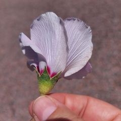 Gossypium sturtianum