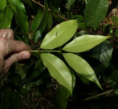 Syzygium crebrinerve