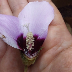 Gossypium sturtianum