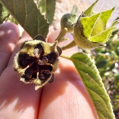 Gossypium sturtianum