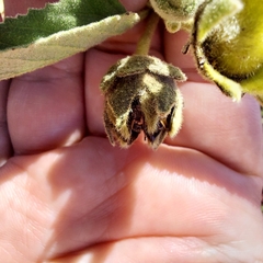 Gossypium sturtianum