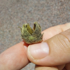 Gossypium sturtianum