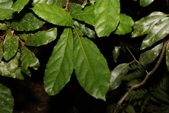Sloanea australis
