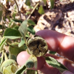 Gossypium sturtianum