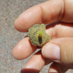 Gossypium sturtianum