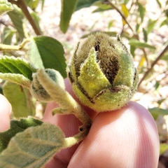Gossypium sturtianum