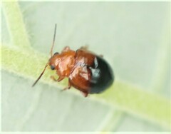 Nisotra bicolorata