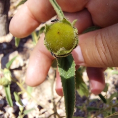 Gossypium sturtianum