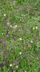 Erigeron longipes