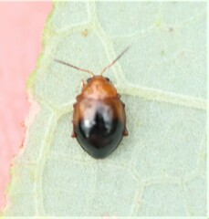 Nisotra bicolorata