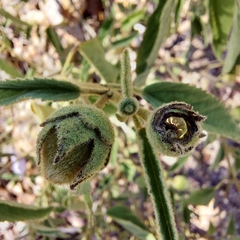 Gossypium sturtianum