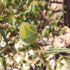 Gossypium sturtianum