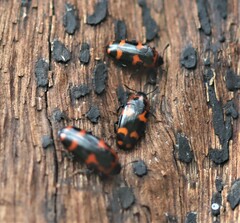 Episcaphula australis