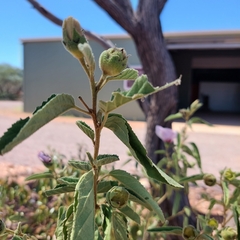 Gossypium sturtianum