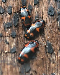 Episcaphula australis