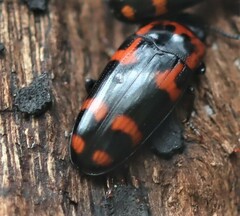 Episcaphula australis