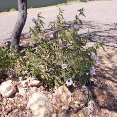 Gossypium sturtianum