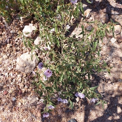 Gossypium sturtianum