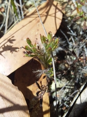 Xanthosia huegelii