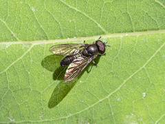 Heringia adpropinquans