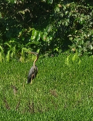 Ardea purpurea