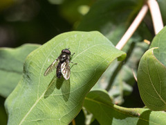 Heringia adpropinquans