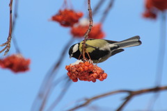 Parus major