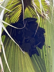 Cynopterus sphinx