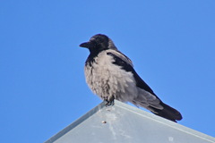 Corvus cornix