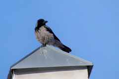 Corvus cornix