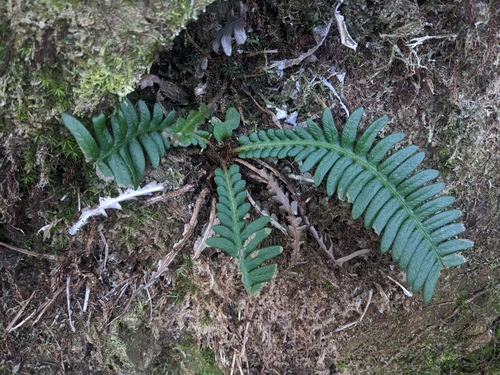 Blechnum hancockii iNat (1)