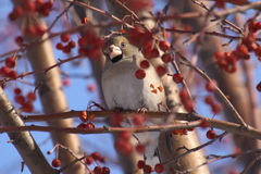 Coccothraustes coccothraustes