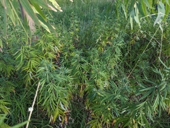 Artemisia verlotiorum