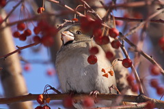 Coccothraustes coccothraustes