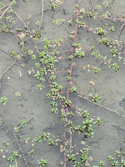 Ludwigia adscendens
