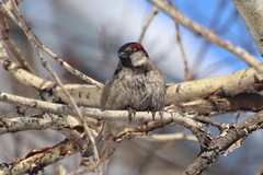 Passer domesticus