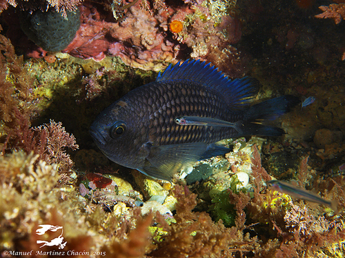 Mediterranean Damselfish