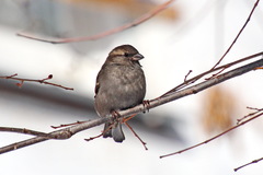 Passer domesticus