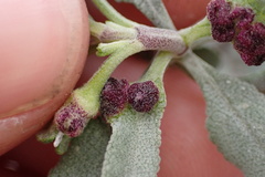 Rhopalomyia audibertiae