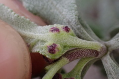 Rhopalomyia audibertiae
