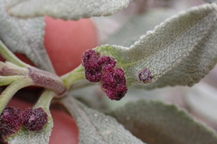 Rhopalomyia audibertiae