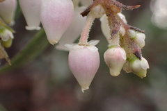 Arctostaphylos glandulosa
