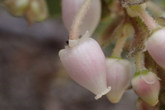 Arctostaphylos glandulosa