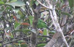 Chloropsis cyanopogon