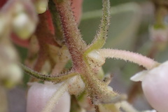 Arctostaphylos glandulosa