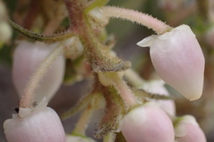 Arctostaphylos glandulosa