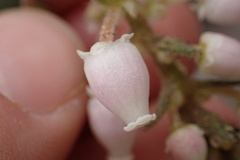 Arctostaphylos glandulosa